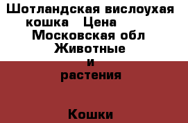 Шотландская вислоухая кошка › Цена ­ 500 - Московская обл. Животные и растения » Кошки   